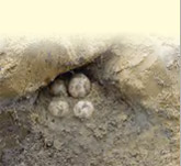 Burrow