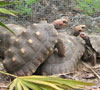 Captive breeding of reptiles