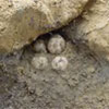 Protected species and habitat consulting