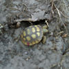 Research efforts on gopher tortoises